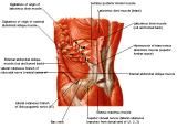 Anatomie: buikwand,rug,rugspier,buikspier,musculus obliquus,musculus transversus,musculus rectus,Poupart,ligamentum inguinalis,lattisimus dorsi,a. epigastrica,serratus anterior,trapezius,gluteus,teres major,teres minor,rhomboideus,supraspinatus,infraspinatus,levetor scapulae